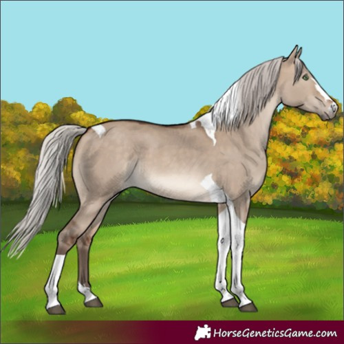 Horse Color:Silver Brown Dun Tobiano 
