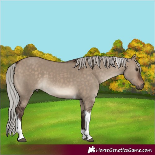 Horse Color:Silver Brown Dun Tobiano 