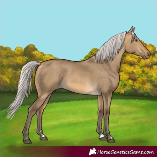 Horse Color:Silver Buckskin Dun Rabicano 
