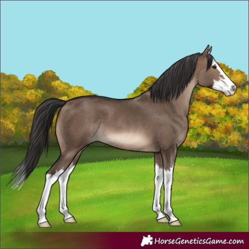 Horse Color:Brown Dun Splash 