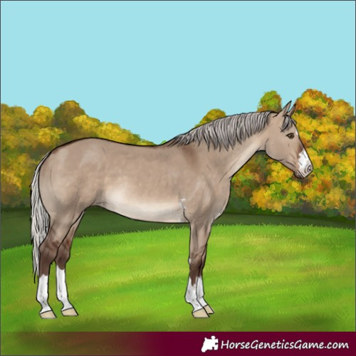Horse Color:Silver Brown Dun 
