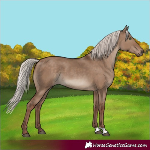 Horse Color:Silver Grullo Tobiano 