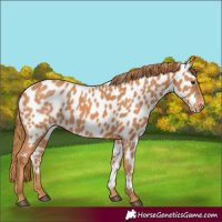Horse Color:Chestnut Near Leopard