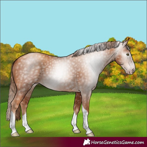Horse Color:Gray Gold Champagne Tobiano