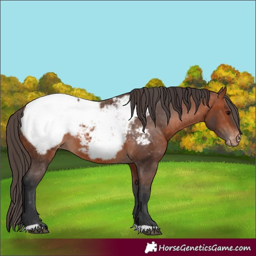 Horse Color:Bay Appaloosa 