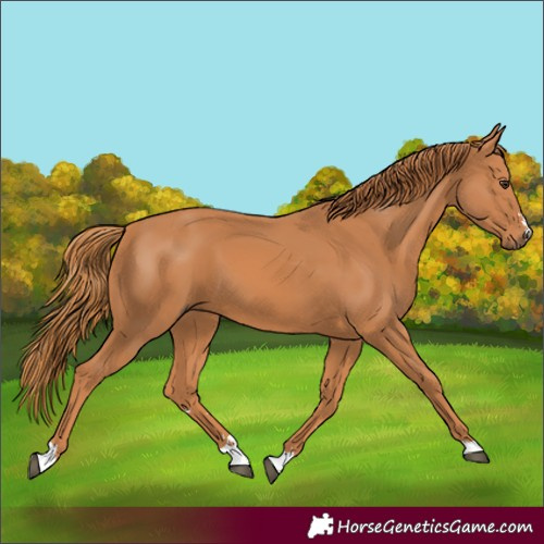 Horse Color:Chestnut 