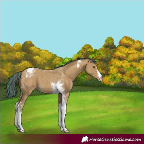 Horse Color:Painted Classic Cream Champagne Tobiano 