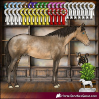 Horse Color:Gray Buckskin Pearl Rabicano 