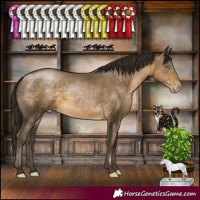 Horse Color:Gray Buckskin Pearl Rabicano 