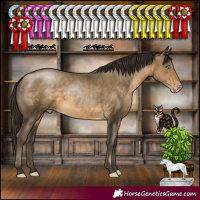 Horse Color:Gray Buckskin Pearl Rabicano