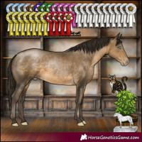 Horse Color:Gray Buckskin Pearl Rabicano
