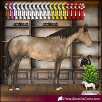 Horse Color:Gray Buckskin Pearl Rabicano 