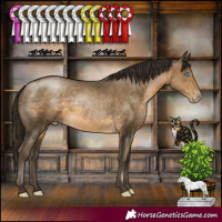 Horse Color:Gray Buckskin Pearl Rabicano