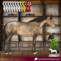 Horse Color:Gray Buckskin Pearl Rabicano
