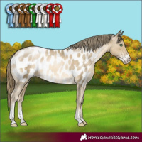 Horse Color:Smoky Black Pearl Sabino Appaloosa
