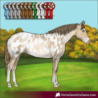 Horse Color:Smoky Black Pearl Sabino Near Leopard