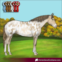 Horse Color:Smoky Black Pearl Sabino Appaloosa