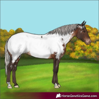 Horse Color:Silver Brown Appaloosa Rabicano