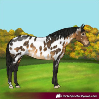 Horse Color:Gray Buckskin Appaloosa Rabicano 