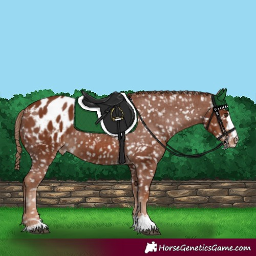 Horse Color:Chestnut Appaloosa 