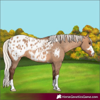 Horse Color:Silver Brown Dun Appaloosa 