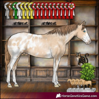 Horse Color:Buckskin Pearl Sabino Appaloosa