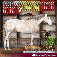 Horse Color:Buckskin Pearl Sabino Appaloosa 