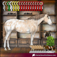 Horse Color:Buckskin Pearl Sabino Appaloosa 