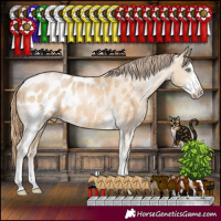 Horse Color:Buckskin Pearl Sabino Appaloosa 
