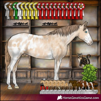 Horse Color:Buckskin Pearl Sabino Appaloosa 