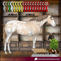 Horse Color:Buckskin Pearl Sabino Appaloosa