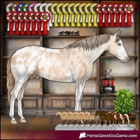 Horse Color:Buckskin Pearl Sabino Appaloosa 