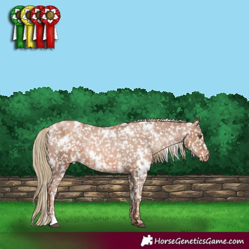Horse Color:White Spotted Liver Chestnut Pearl Appaloosa 