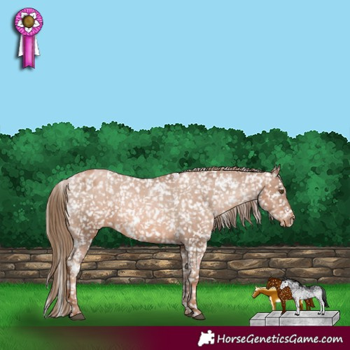 Horse Color:White Spotted Liver Chestnut Pearl Appaloosa 