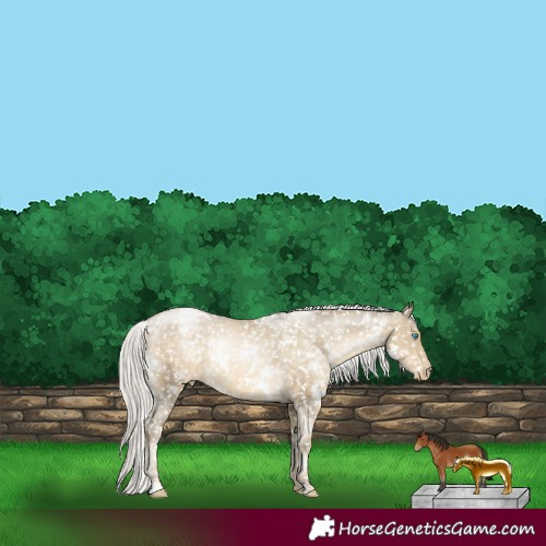 Horse Color:White Spotted Silver Buckskin Pearl Appaloosa 