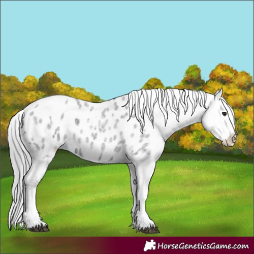 Horse Color:Smoky Blue Chinchilla Roan Appaloosa 