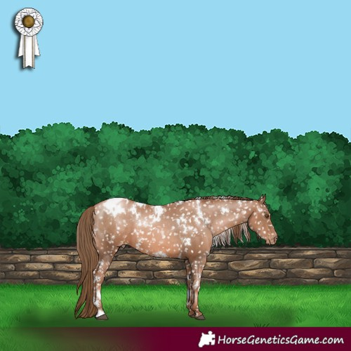 Horse Color:White Spotted Liver Chestnut Pearl Appaloosa 