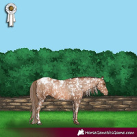 Horse Color:White Spotted Liver Chestnut Pearl Appaloosa