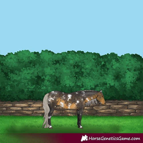 Horse Color:White Spotted Silver Buckskin 