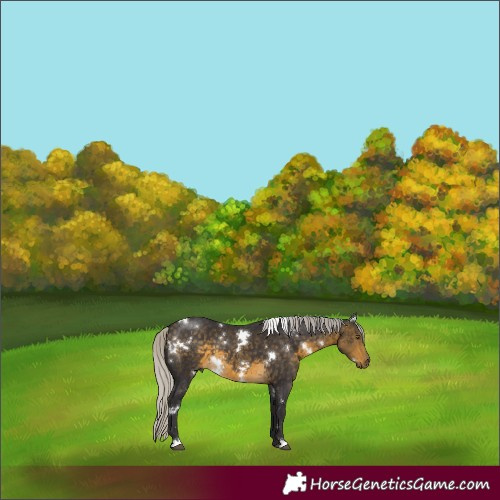 Horse Color:White Spotted Silver Buckskin 