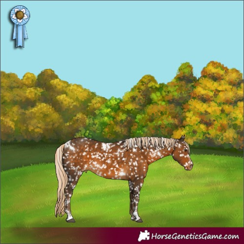 Horse Color:White Spotted Chocolate Palomino Snowflake Varnish 