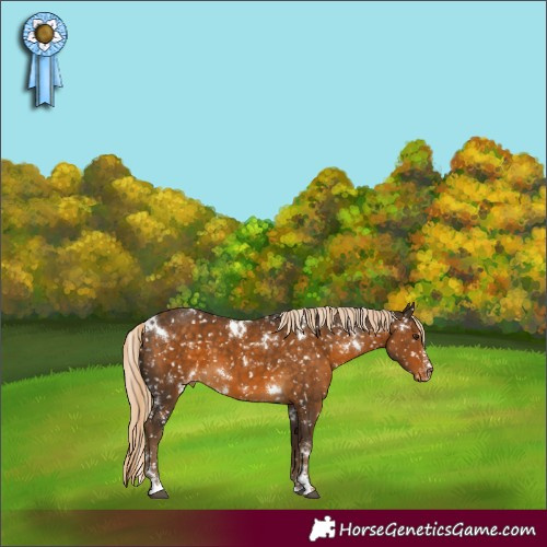 Horse Color:White Spotted Chocolate Palomino Appaloosa