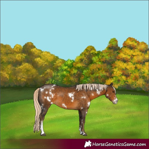Horse Color:White Spotted Chocolate Palomino Sabino 
