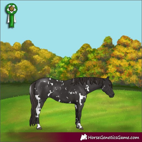 Horse Color:White Spotted Liver Chestnut 
