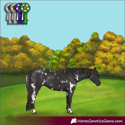 Horse Color:White Spotted Liver Chestnut 