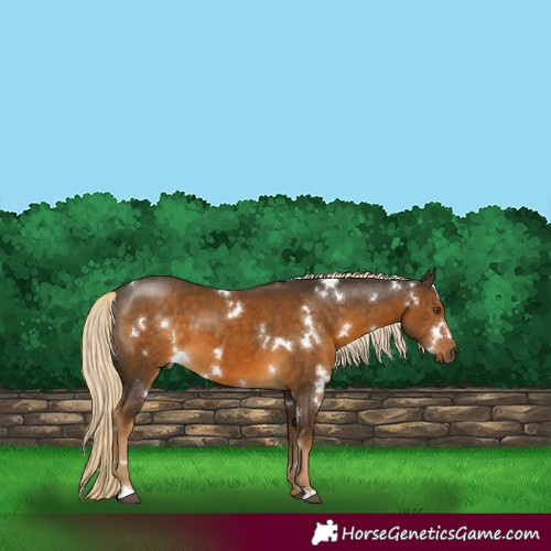 Horse Color:White Spotted Chocolate Palomino 