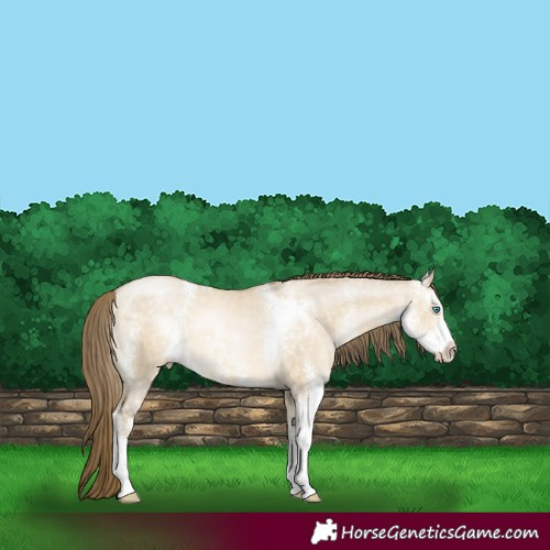 Horse Color:Buckskin Pearl Dun Sabino 