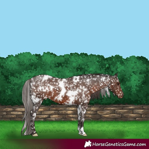 Horse Color:White Spotted Liver Chestnut Appaloosa 