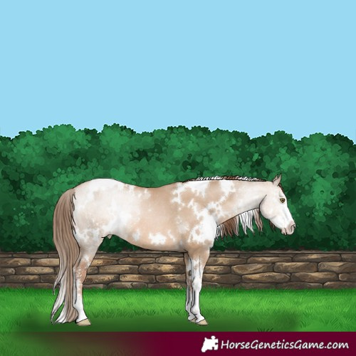 Horse Color:White Spotted Liver Red Dun Pearl Sabino Rabicano 