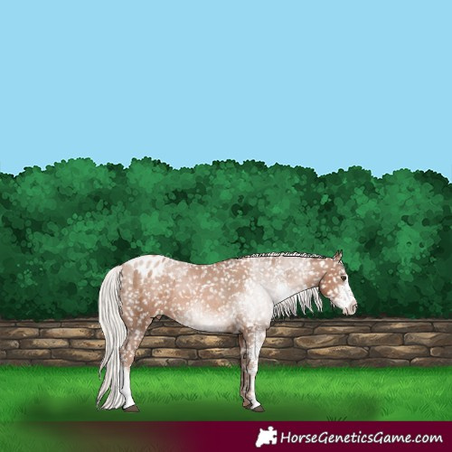 Horse Color:Silver Black Pearl Sabino Appaloosa Rabicano 